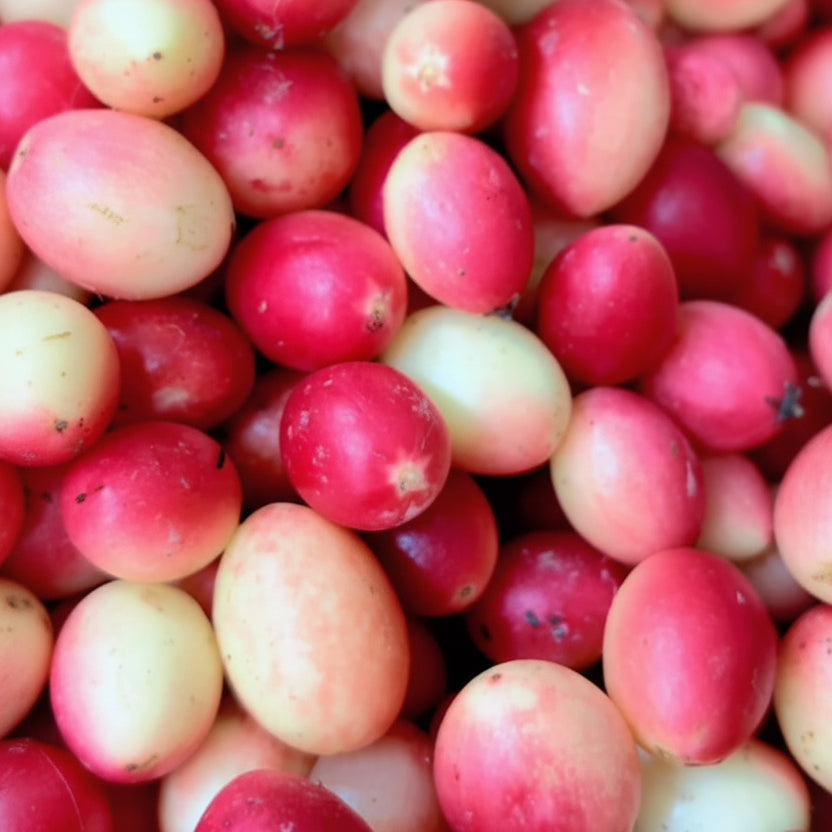 vakkaya Pickle| వాక్కాయ పచ్చడి| Vaakkaya Pachadi|Carandas Plum|Bengal Currant